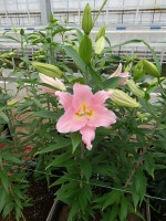 [5260 Ovada No01.JPG]